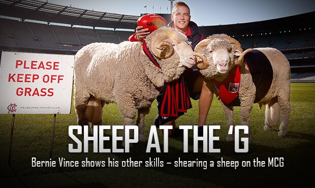 150501_Sheep.jpg